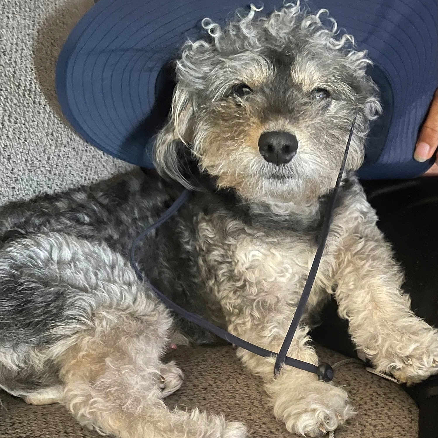 Buddy is registered to the contest to win money with this photo: accessory, animal, blue_hat, canine, carpet, close_up, companion, curly_fur, cute, dog, domestic_animal, fur, hand, hat, indoor, laying_down, paw, pet, portrait, relaxed