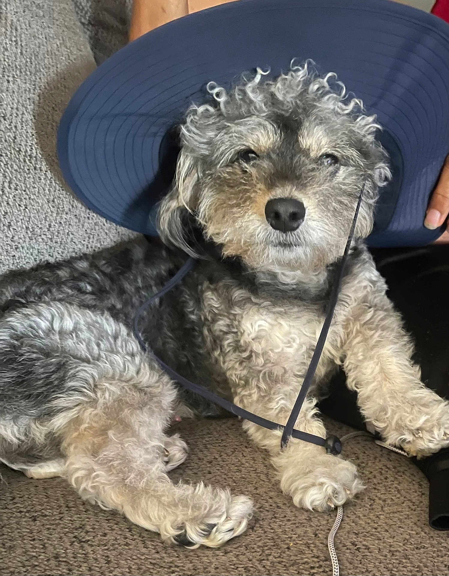 Buddy