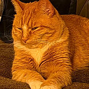 Sampson is registered to the contest to win money with this photo: cat, orange_tabby, feline, pet, relaxed, paws, fur, whiskers, closeup, indoor, resting, animal, mammal, cute, sleepy, domestic_cat, portrait, brown_background, soft_texture, laid_back