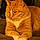 Sampson