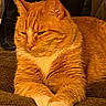 cat, orange_tabby, feline, pet, relaxed, paws, fur, whiskers, closeup, indoor, resting, animal, mammal, cute, sleepy, domestic_cat, portrait, brown_background, soft_texture, laid_back
