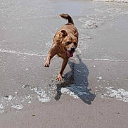 Sloan a rejoint le concours — aidez-le/la à gagner de superbes lots ! animal, beach, canine, daylight, dog, fun, happy, motion, nature, ocean, outdoor, pet, playful, running, sand, summer, tongue_out, water, waves, wet