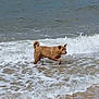 Sloan participe au concours pour gagner de l'argent avec cette photo : animal, beach, brown_dog, canine, coast, daytime, dog, foamy_water, nature, ocean, outdoor, pet, playful, sand, sea, shore, summer, walking, water, waves