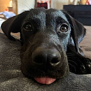 Dixie is registered to the contest to win money with this photo: dog, black_dog, close_up, tongue_out, pet, animal, cute, indoor, blanket, resting, fur, nose, paw, lying_down, curious, eyes, cozy, soft_texture, home, portrait