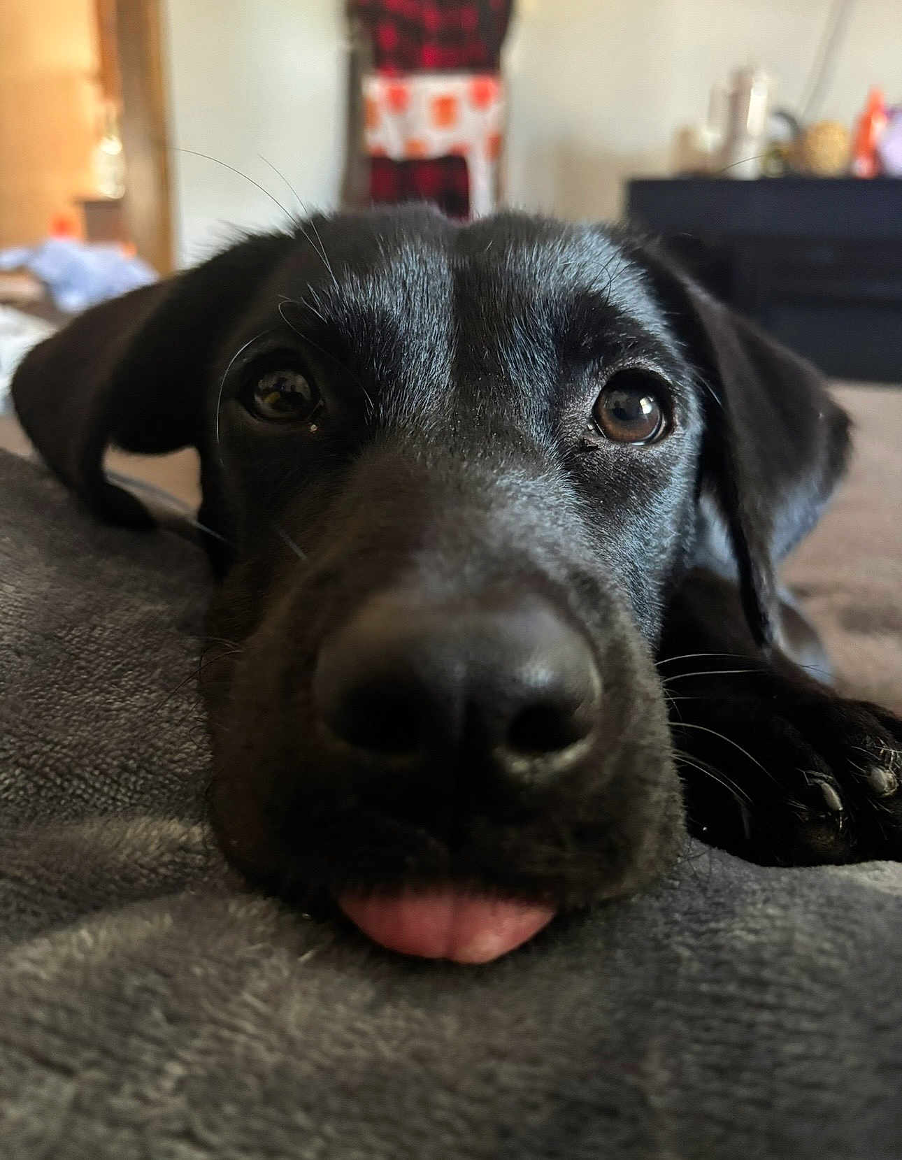 Dixie is registered to the contest to win money with this photo: dog, black_dog, close_up, tongue_out, pet, animal, cute, indoor, blanket, resting, fur, nose, paw, lying_down, curious, eyes, cozy, soft_texture, home, portrait