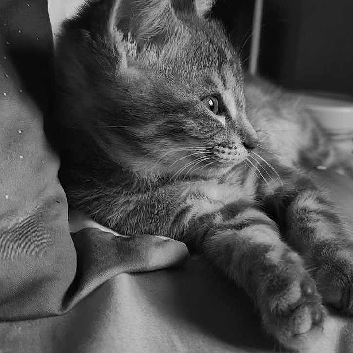 Luna participe au concours pour gagner de l'argent avec cette photo : animal, bed, black_and_white, calm, cat, closeup, cozy, cute, domestic_animal, feline, fur, indoor, kitten, pet, relaxed, resting, side_profile, sleepy, soft_light, whiskers