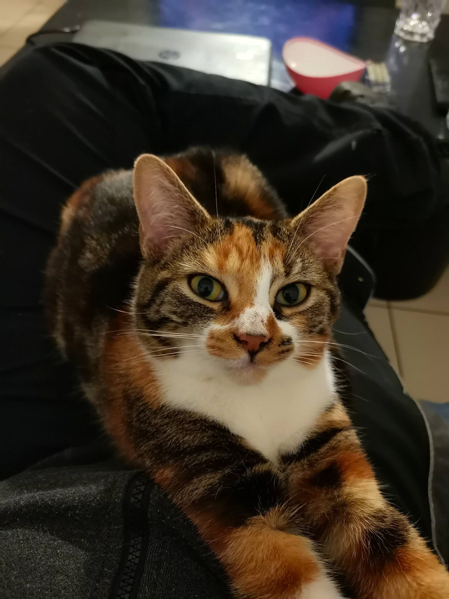 Nala a rejoint le concours — aidez-le/la à gagner de superbes lots ! carnivore, cat, domestic_short_haired_cat, door, felidae, fur, paw, small_to_medium_sized_cats, snout, tail, terrestrial_animal, whiskers, window