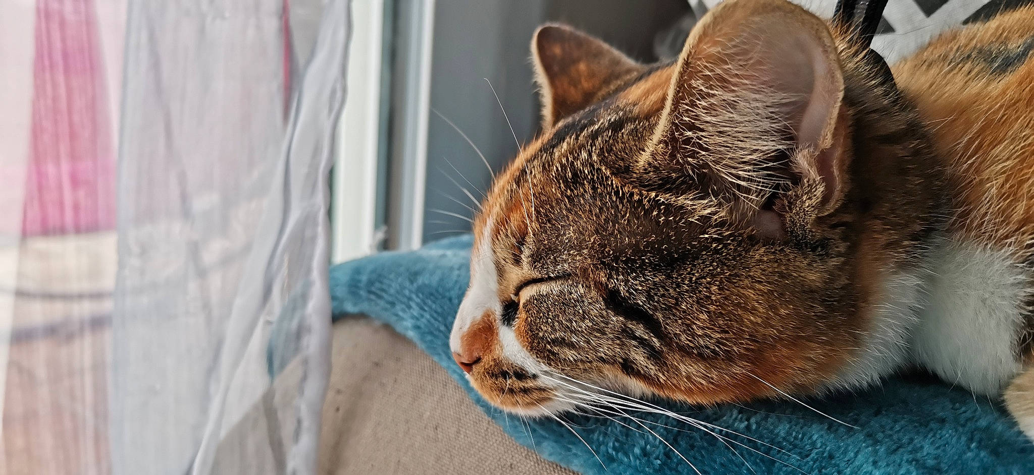 Nala a rejoint le concours — aidez-le/la à gagner de superbes lots ! carnivore, cat, comfort, domestic_short_haired_cat, ear, fawn, felidae, fur, nap, paw, sitting, sleep, small_to_medium_sized_cats, snout, terrestrial_animal, whiskers, wildlife, window, wrinkle