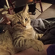 Max joined the competition — help win amazing prizes! blanket, camera_watermark, carpet, cat, close_up, couch, cozy, curious_expression, dim_lighting, domestic_animal, furniture, green_eyes, indoor, living_room, paw, person_arm, pet, portrait, tabby_cat, whiskers