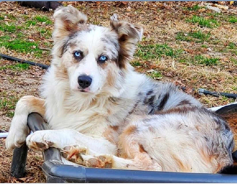 Kiyo joined the competition — help win amazing prizes! dog, blue_eyes, outdoor, animal, pet, fur, resting, lying_down, nature, grass, leaves, canine, bed, relaxed, alert, ears, paw, close_up, portrait, fence