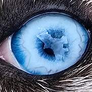 Kiyo is registered to the contest to win money with this photo: cat_eye, close_up, blue_eye, animal, fur, whiskers, macro, pet, detail, texture, reflection, nature, mammal, animal_eye, sharp_focus, wildlife, portrait, color_contrast, eyelid, closeup