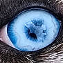 cat_eye, close_up, blue_eye, animal, fur, whiskers, macro, pet, detail, texture, reflection, nature, mammal, animal_eye, sharp_focus, wildlife, portrait, color_contrast, eyelid, closeup
