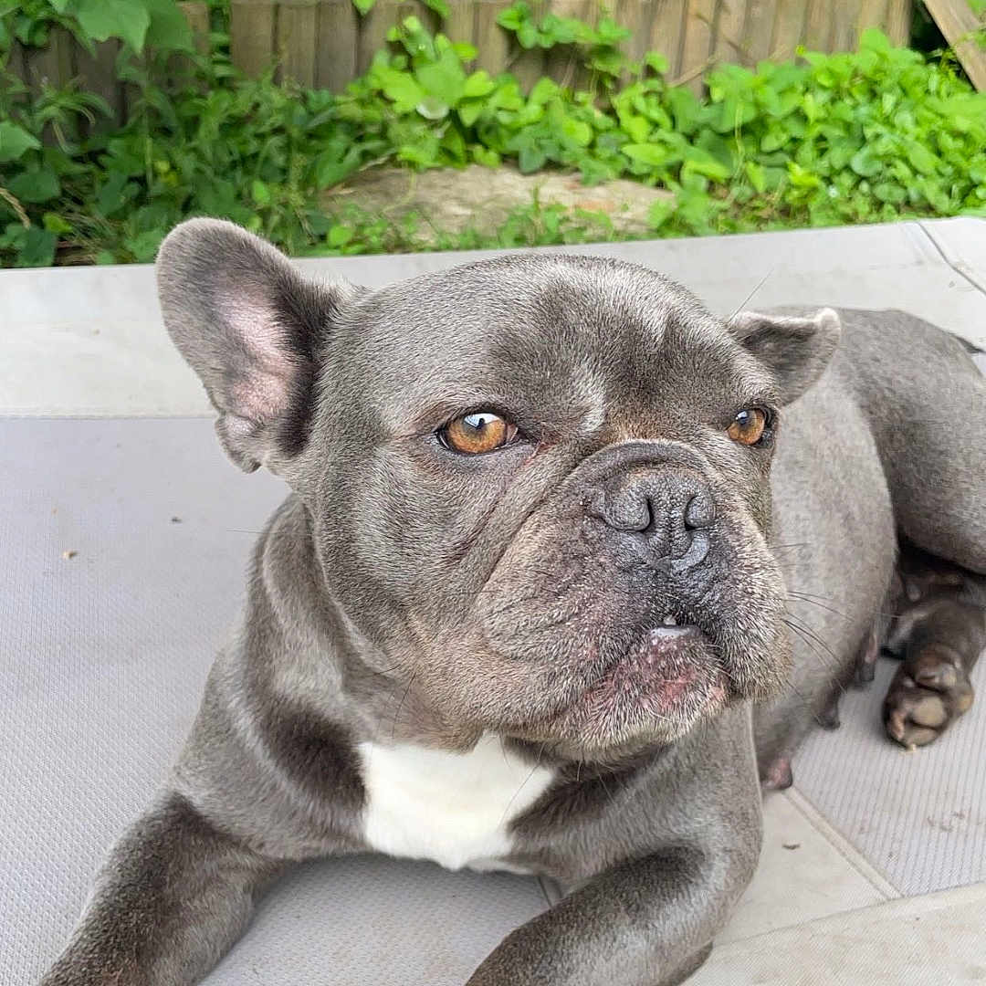 Ruby participe au concours pour gagner de l'argent avec cette photo : animal, backyard, boxer, bulldog, canine, dog, frenchbulldog, grass, herbal, herbs, leaf, nature, outdoors, pet, pitbull, plant, pottedplant, puppy, soil, yard