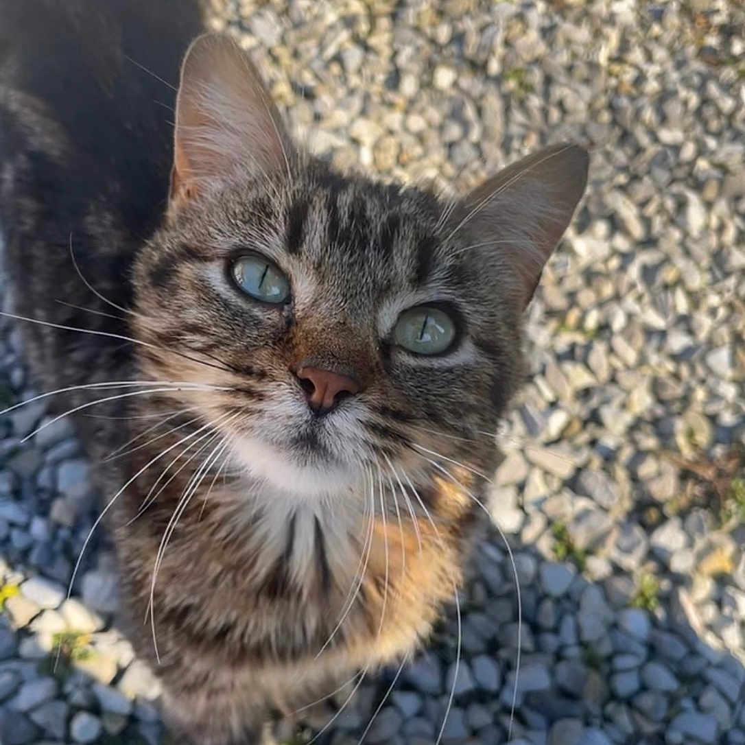 Nala