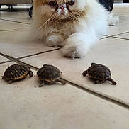 Bouboule a rejoint le concours — aidez-le/la à gagner de superbes lots ! cat, turtle, tile_floor, pet, indoor, animal, fur, small_animals, curious, watching, cute, slow_movement, living_room, furniture, couch, television, backpack, floor, closeup, whiskers