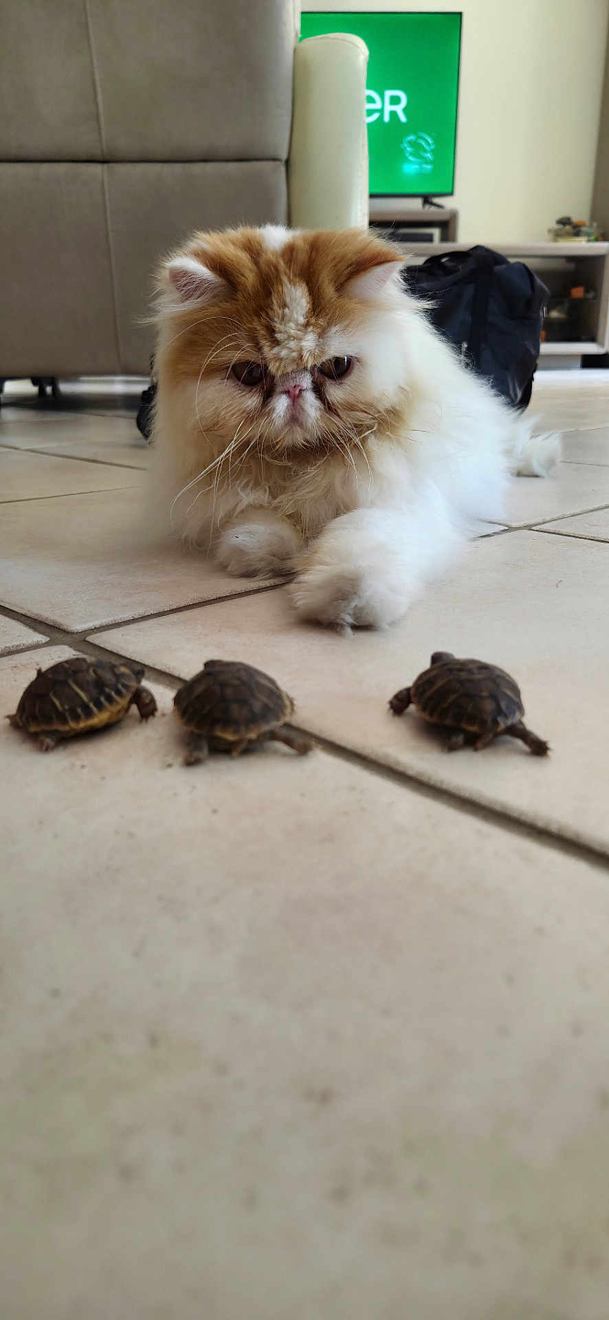 Bouboule a rejoint le concours — aidez-le/la à gagner de superbes lots ! cat, turtle, tile_floor, pet, indoor, animal, fur, small_animals, curious, watching, cute, slow_movement, living_room, furniture, couch, television, backpack, floor, closeup, whiskers