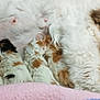 cat, kitten, mother_cat, newborn, nursing, sleeping, fur, fluffy, animal, pet, cute, domestic_cat, pink_blanket, colorful_blanket, resting, mammal, baby_animals, close_up, indoor, cozy