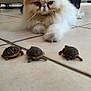 Bouboule a rejoint le concours — aidez-le/la à gagner de superbes lots ! cat, turtle, tile_floor, pet, indoor, animal, fur, small_animals, curious, watching, cute, slow_movement, living_room, furniture, couch, television, backpack, floor, closeup, whiskers