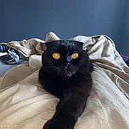 Sava a rejoint le concours — aidez-le/la à gagner de superbes lots ! black_cat, cat, pet, animal, feline, yellow_eyes, relaxed, stretching, cozy, blanket, indoors, home, fur, whiskers, cute, looking, lying_down, resting, paw, bed