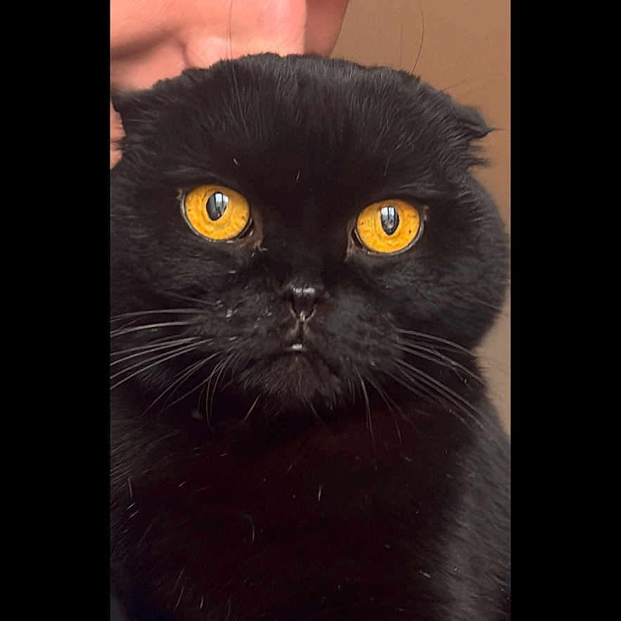 Sava participe au concours pour gagner de l'argent avec cette photo : black_cat, yellow_eyes, person, face, close_up, pet, animal, feline, portrait, indoor, photo_editing, app_interface, human, whiskers, nose, expression, attention, cute, companion, snuggle