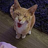 cat, kitten, orange_cat, white_chest, white_paws, open_mouth, meowing, closed_eyes, sitting, indoor, wooden_floor, purple_rug, pink_blanket, pet, animal, portrait, vertical_photo, furry, cute, funny