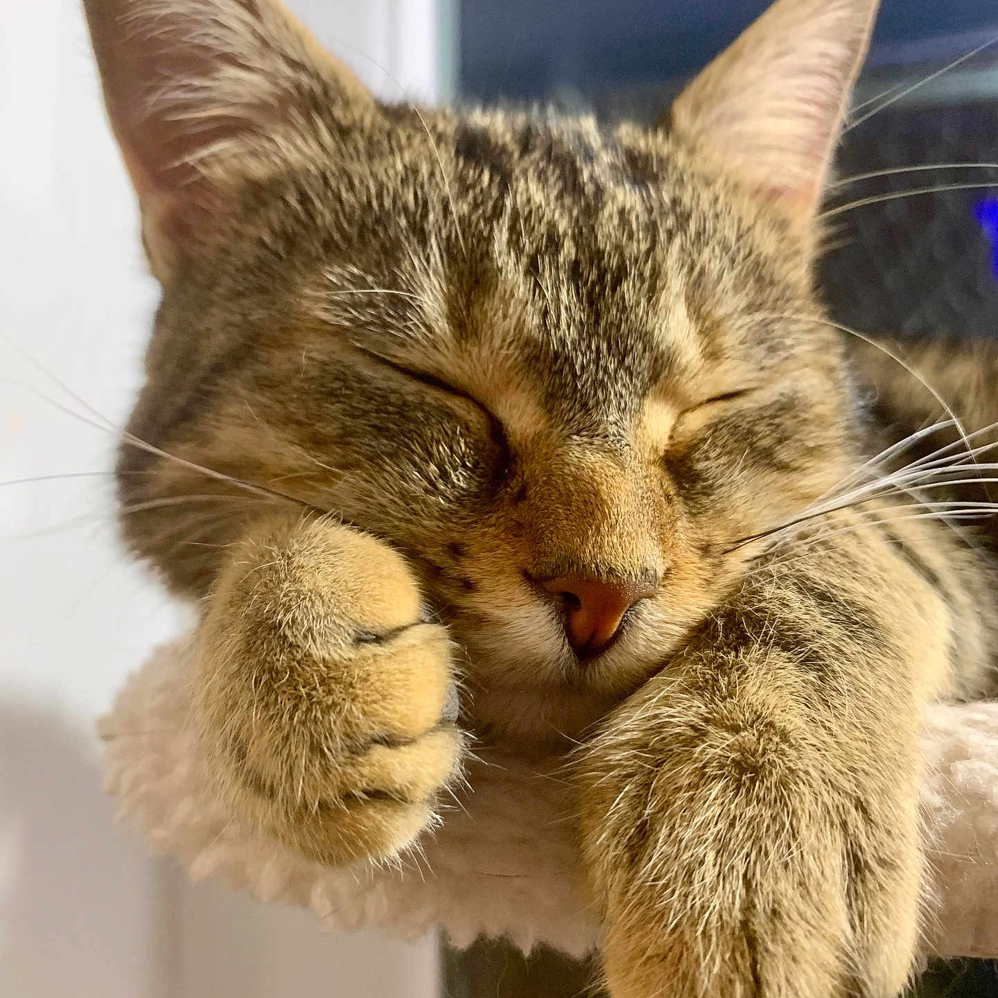 Circé participe au concours pour gagner de l'argent avec cette photo : animal, cat, close_up, cozy, cute, cute_face, feline, fur, indoor, mammal, nap, paw, pet, portrait, relaxed, resting, sleeping, soft, tabby, whiskers