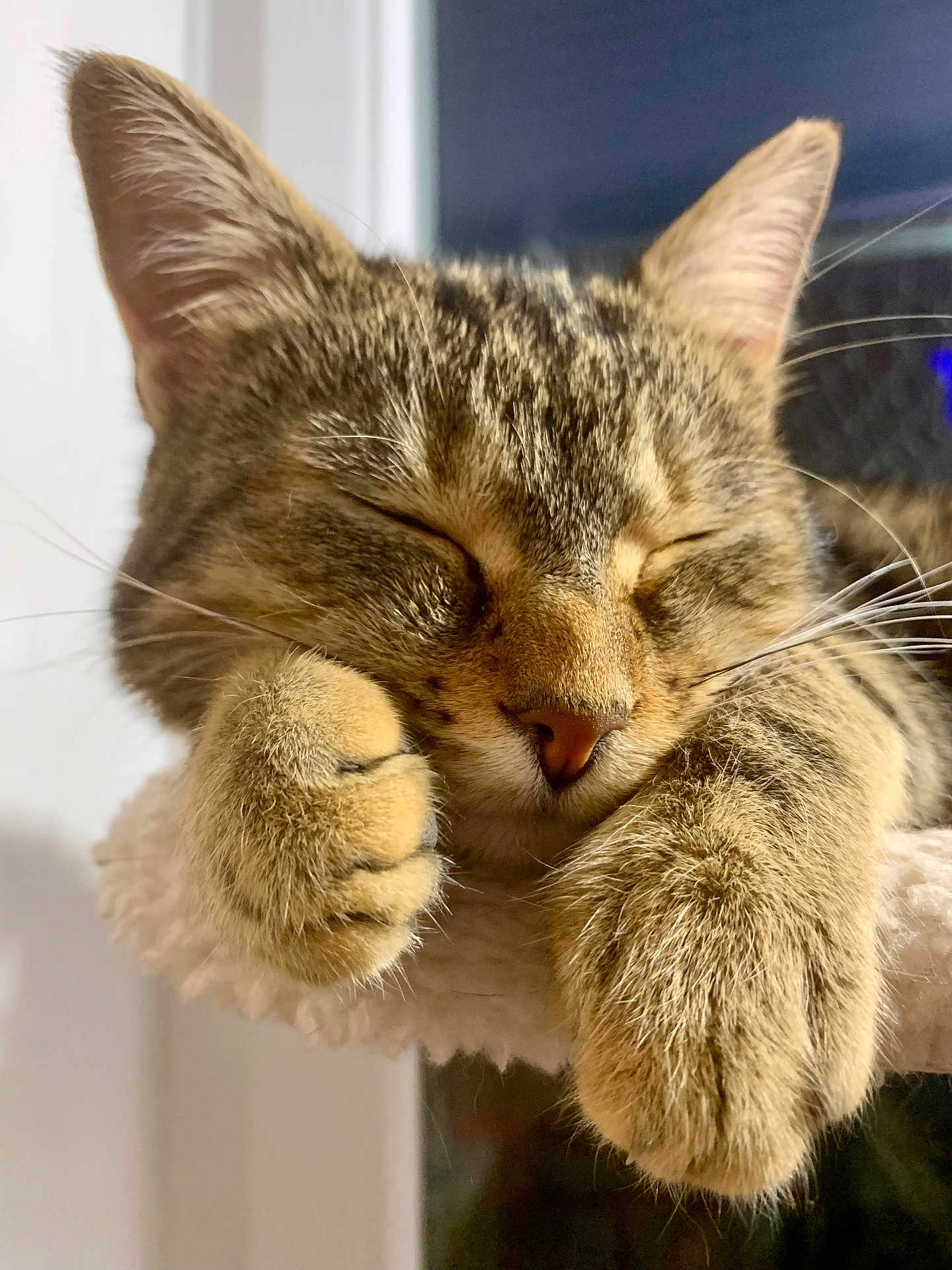 Circé participe au concours pour gagner de l'argent avec cette photo : cat, tabby, sleeping, paw, close_up, fur, whiskers, cute, pet, animal, cozy, indoor, resting, feline, soft, cute_face, relaxed, portrait, mammal, nap