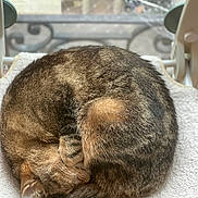 Circé a rejoint le concours — aidez-le/la à gagner de superbes lots ! cat, tabby_cat, sleeping, curling, pet, feline, fur, whiskers, indoor, blanket, soft, resting, cozy, cute, animal, mammal, domestic, peaceful, relaxed, nap