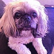 Chipie a rejoint le concours — aidez-le/la à gagner de superbes lots ! dog, pet, close_up, long_ears, fur, resting, indoor, small_dog, expressive_eyes, cute, animal, canine, portrait, domestic_animal, furry, looking_at_camera, companion, relaxed, soft_lighting, purple_tint