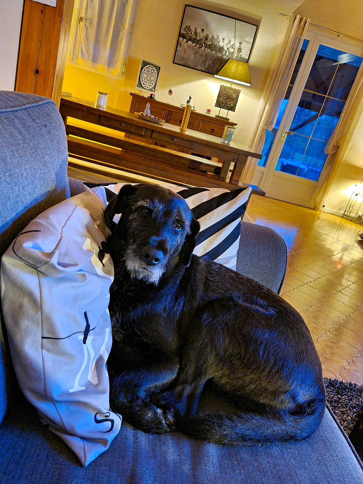 Pepsi participe au concours pour gagner de l'argent avec cette photo : dog, black_dog, pet, couch, pillow, cushion, living_room, indoor, cozy, wooden_table, lamp, window, door, wooden_floor, rug, artwork, portrait, relaxed, whiskers, evening_lighting
