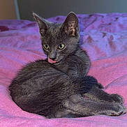 Flash a rejoint le concours — aidez-le/la à gagner de superbes lots ! cat, kitten, gray_cat, pet, animal, feline, cute, tongue_out, bed, blanket, pink, cozy, fur, whiskers, ears, resting, indoor, soft, sleepy, young_cat