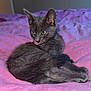 cat, kitten, gray_cat, pet, animal, feline, cute, tongue_out, bed, blanket, pink, cozy, fur, whiskers, ears, resting, indoor, soft, sleepy, young_cat