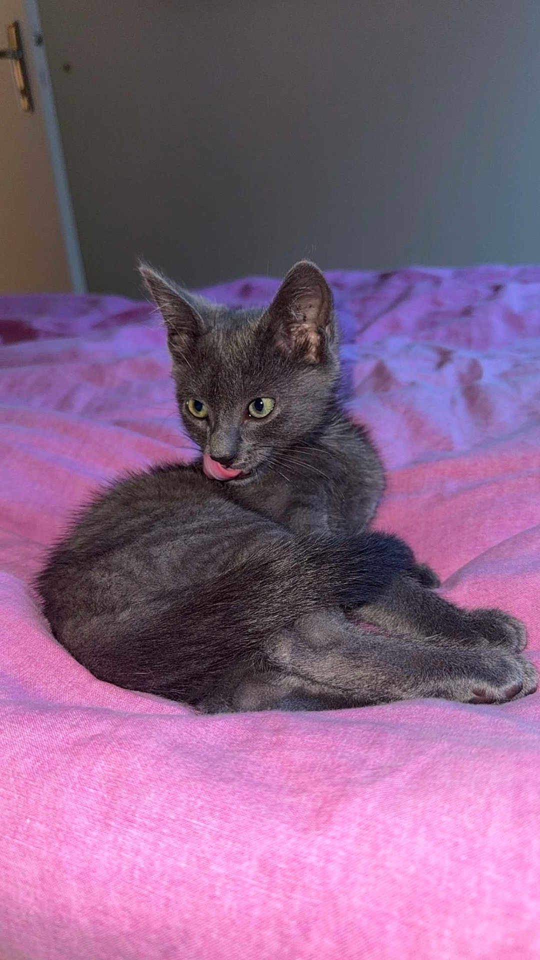 Flash a rejoint le concours — aidez-le/la à gagner de superbes lots ! cat, kitten, gray_cat, pet, animal, feline, cute, tongue_out, bed, blanket, pink, cozy, fur, whiskers, ears, resting, indoor, soft, sleepy, young_cat