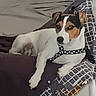 Snoop participe au concours pour gagner de l'argent avec cette photo : black_and_white, brown_and_white, canine, couch, cozy, cushion, dog, floppy_ears, harness, home, indoor, looking_at_camera, lying_down, paws, pet, polka_dots, portrait, relaxed, short_hair, sleepy