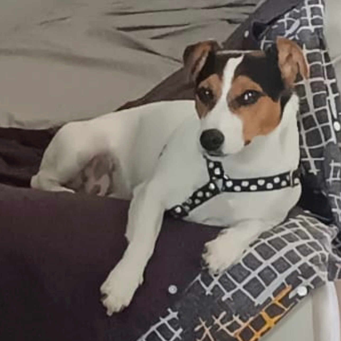 Snoop