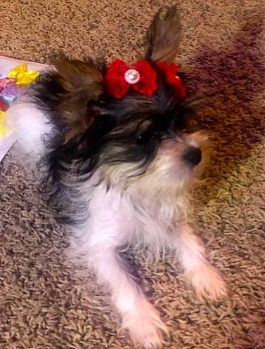 Poppy is registered to the contest to win money with this photo: canidae, carnivore, collar, companion_dog, dog, dog_breed, dog_collar, dog_supply, fashion_accessory, fawn, fur, liver, pet_supply, snout, sporting_group, tail, terrier, toy_dog, water_dog, working_animal