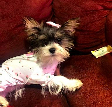 Poppy joined the competition — help win amazing prizes! biewer_terrier, canidae, carnivore, companion_dog, dog, dog_breed, dog_clothes, dog_collar, dog_supply, fawn, fur, liver, maltepoo, small_terrier, snout, sporting_group, tail, terrier, toy_dog, working_animal