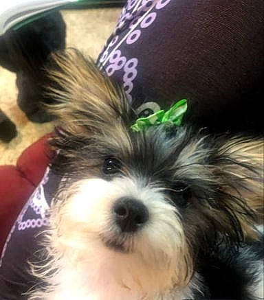 Poppy joined the competition — help win amazing prizes! biewer_terrier, canidae, carnivore, companion_dog, dog, dog_breed, dog_supply, ear, fashion_accessory, fawn, fur, liver, pet_supply, shih_tzu, snout, sporting_group, terrestrial_animal, terrier, toy_dog, working_animal