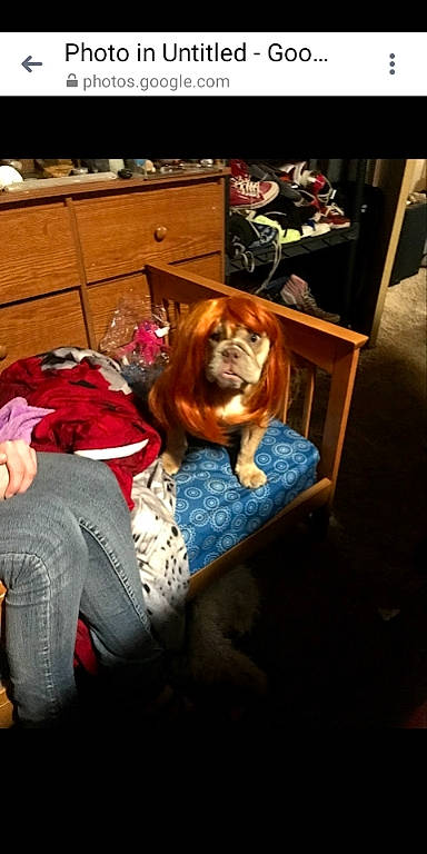 Princess is registered to the contest to win money with this photo: carnivore, chair, comfort, companion_dog, dog, dog_breed, dog_supply, fawn, flooring, fun, fur, hardwood, lap, liver, living_room, spaniel, sporting_group, toy, toy_dog, wood