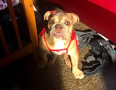 Princess is registered to the contest to win money with this photo: australian_bulldog, bulldog, carnivore, chair, collar, companion_dog, dog, dog_breed, dog_clothes, dog_collar, dog_supply, fawn, fur, sporting_group, terrestrial_animal, toy_dog, whiskers, white_english_bulldog, working_animal, wrinkle