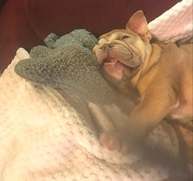 Princess joined the competition — help win amazing prizes! bulldog, carnivore, comfort, dog, fawn, felidae, flesh, paw, snout, terrestrial_animal, toy, whiskers, wrinkle