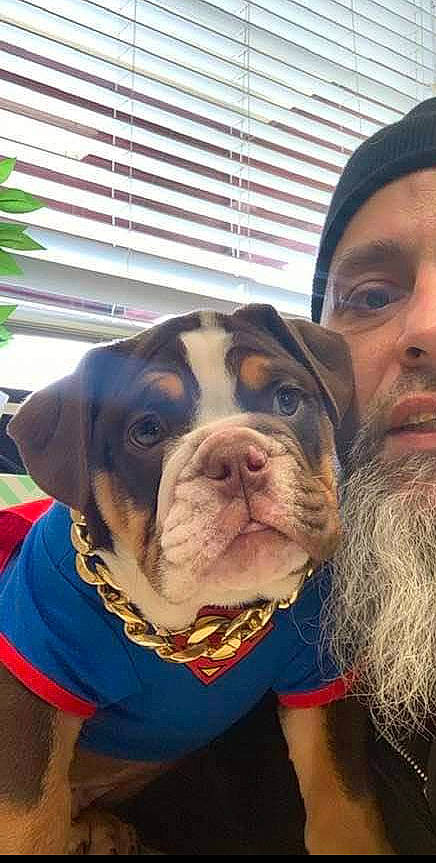 Beefcake joined the competition — help win amazing prizes! beard, bulldog, canidae, carnivore, collar, companion_dog, dog, dog_breed, dog_collar, fawn, fur, happy, moustache, plant, selfie, snout, sporting_group, whiskers, working_animal, wrinkle