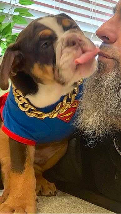 Beefcake is registered to the contest to win money with this photo: beard, bulldog, carnivore, collar, companion_dog, dog, dog_breed, dog_clothes, dog_collar, dog_supply, eyewear, fawn, gesture, leash, moustache, pet_supply, sleeve, whiskers, working_animal, wrinkle