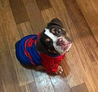 Beefcake is registered to the contest to win money with this photo: canidae, carnivore, companion_dog, dog, dog_breed, electric_blue, fawn, floor, flooring, fur, hardwood, laminate_flooring, plank, snout, tail, varnish, wood, wood_flooring, wood_stain, working_animal