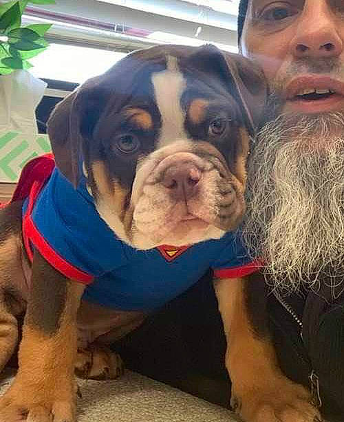 Beefcake is registered to the contest to win money with this photo: beard, bulldog, canidae, carnivore, companion_dog, dog, dog_breed, facial_hair, fawn, fur, happy, houseplant, moustache, plant, selfie, snout, sporting_group, working_animal, working_dog, wrinkle