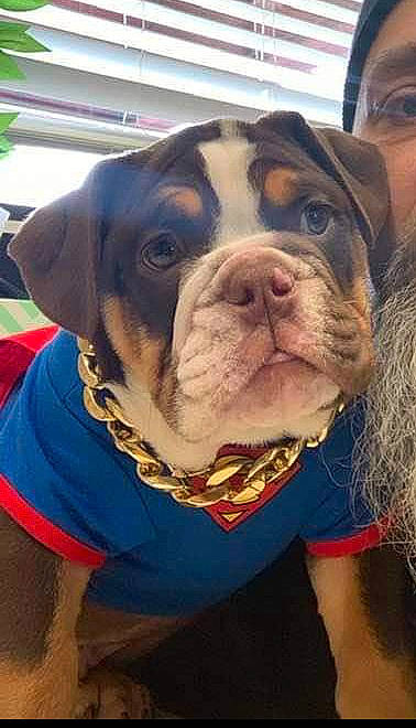 Beefcake joined the competition — help win amazing prizes! bulldog, canidae, carnivore, collar, companion_dog, dog, dog_breed, dog_collar, fawn, fur, house, leash, pet_supply, selfie, snout, sporting_group, whiskers, working_animal, working_dog, wrinkle