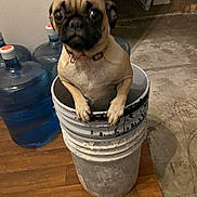 Mia is registered to the contest to win money with this photo: dog, pug, bucket, indoor, wooden_floor, water_jug, paint_bucket, curious, pet, animal, container, floor, house, room, indoor_lighting, fur, small_dog, looking, stacked_buckets, domestic