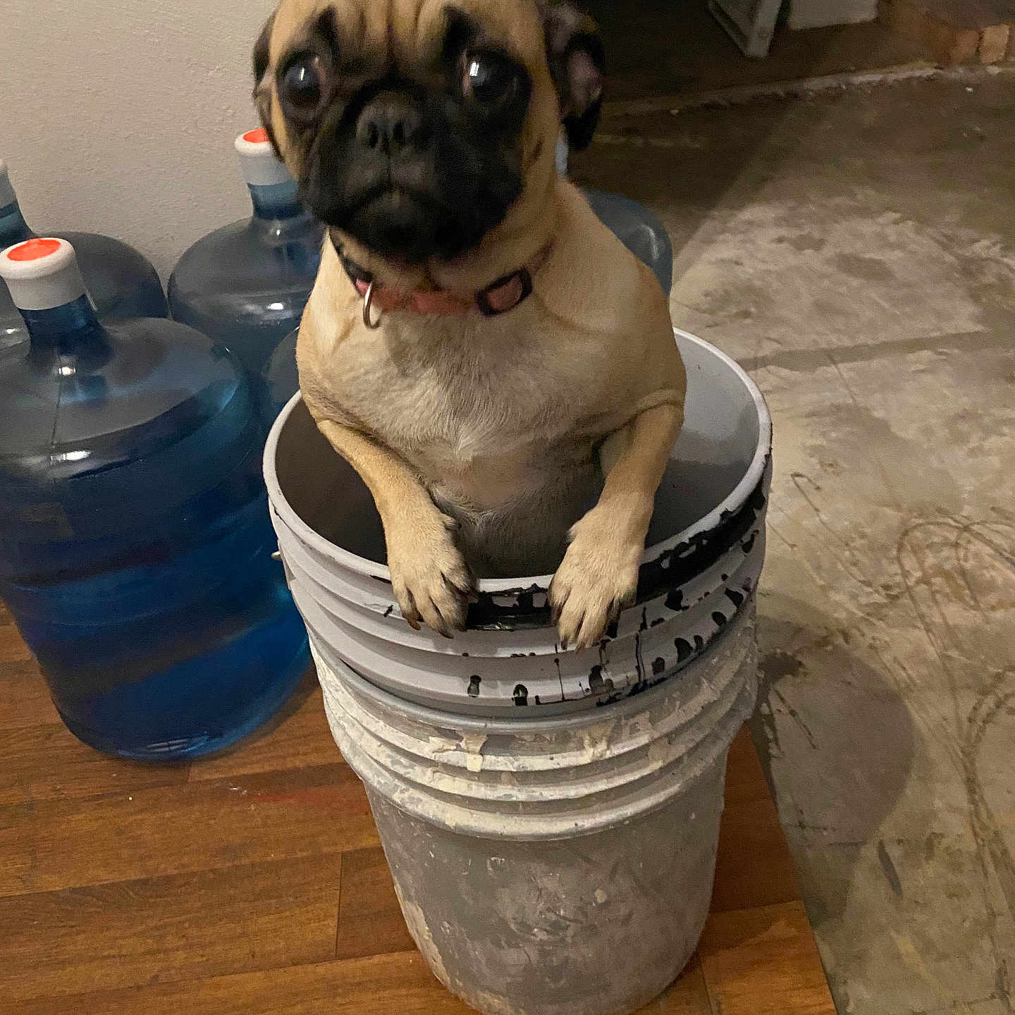 Mia is registered to the contest to win money with this photo: animal, bucket, container, curious, dog, domestic, floor, fur, house, indoor, indoor_lighting, looking, paint_bucket, pet, pug, room, small_dog, stacked_buckets, water_jug, wooden_floor