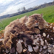 Minette a rejoint le concours — aidez-le/la à gagner de superbes lots ! cat, fluffy, outdoor, nature, grass, sky, cloudy, stone, moss, relaxed, animal, pet, feline, wildlife, field, landscape, daytime, closeup, resting, portrait