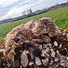 cat, fluffy, outdoor, nature, grass, sky, cloudy, stone, moss, relaxed, animal, pet, feline, wildlife, field, landscape, daytime, closeup, resting, portrait